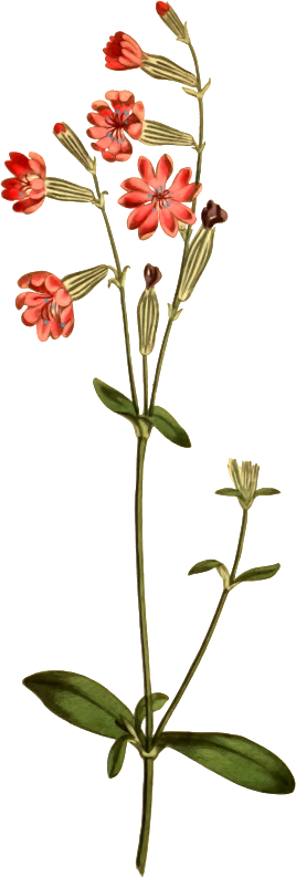 Morocco catchfly