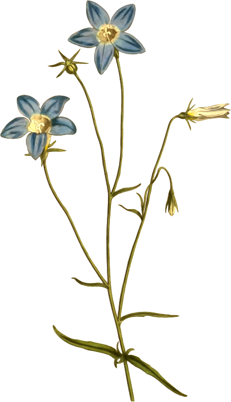 Slender bell flower