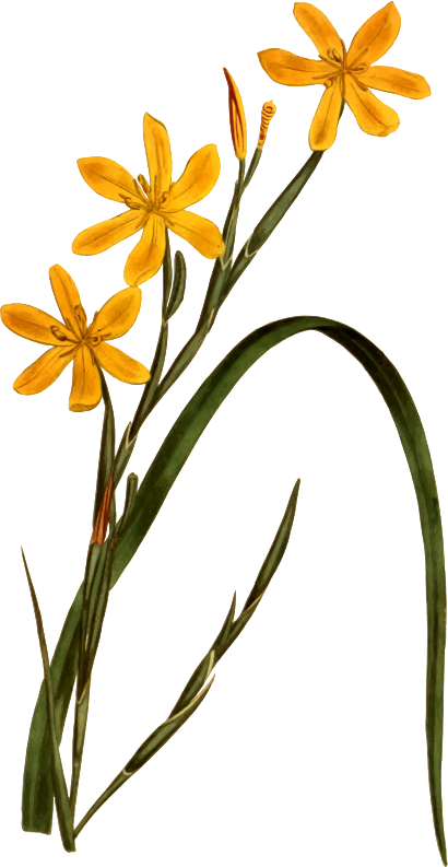 Flexuose moraea