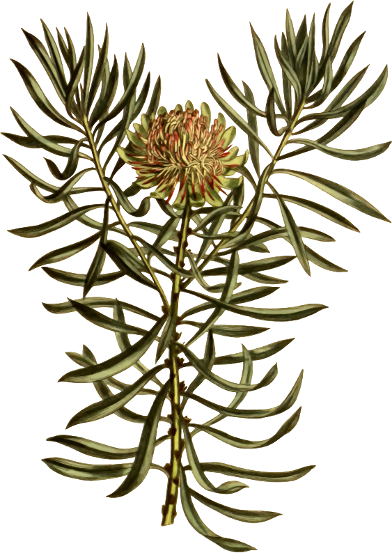 Small smooth-leaved protea