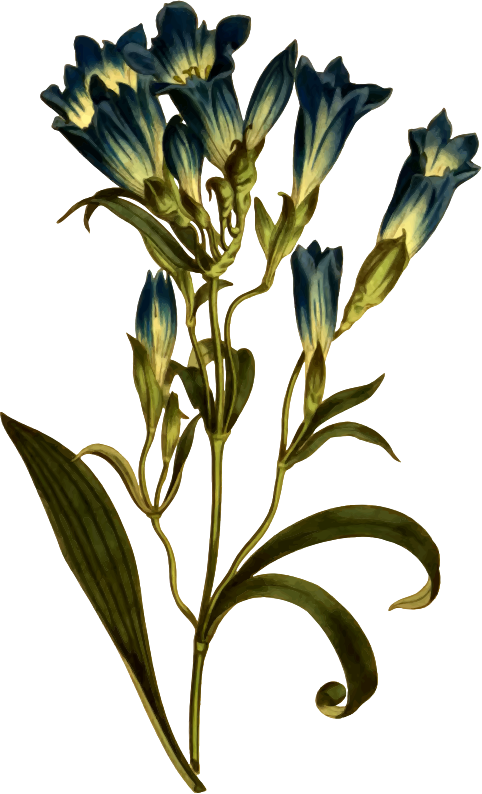 Porcelain-flowered gentian