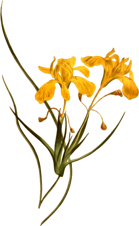 Long-flowered moraea