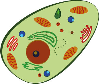 human cell