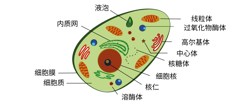 human cell (with Chinese labels)