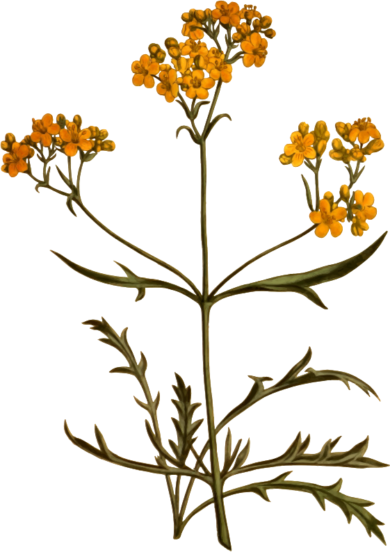 Siberian valerian