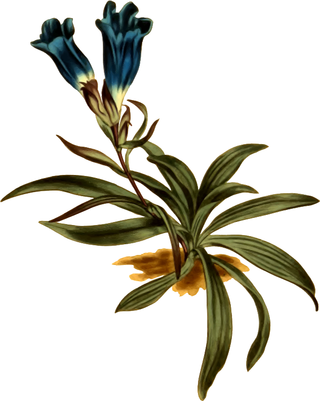 Dwarf porcelain-flowered gentian