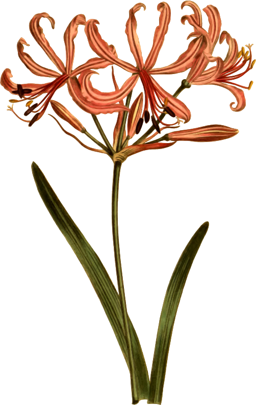 Divaricate-petaled amaryllis