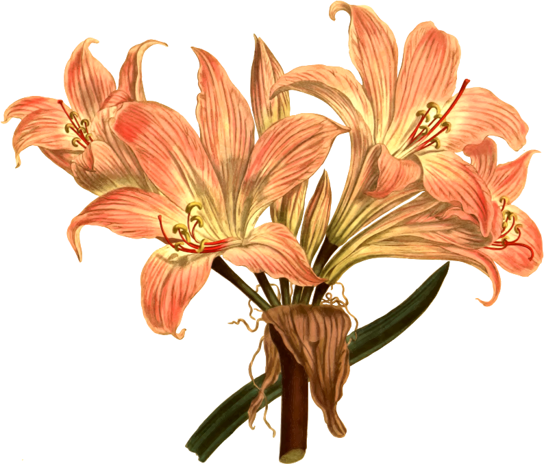 Belladonna lily