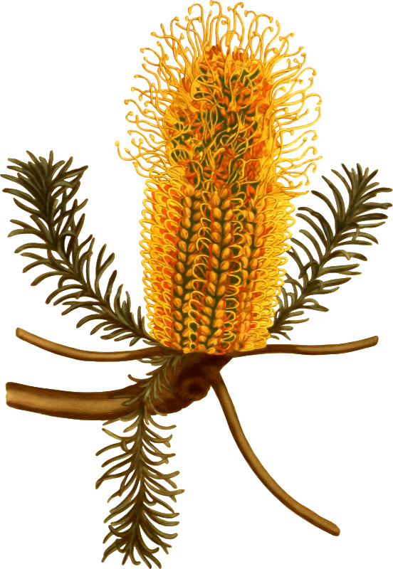 heath-leaved banksia