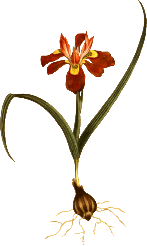 Dwarf Moraea