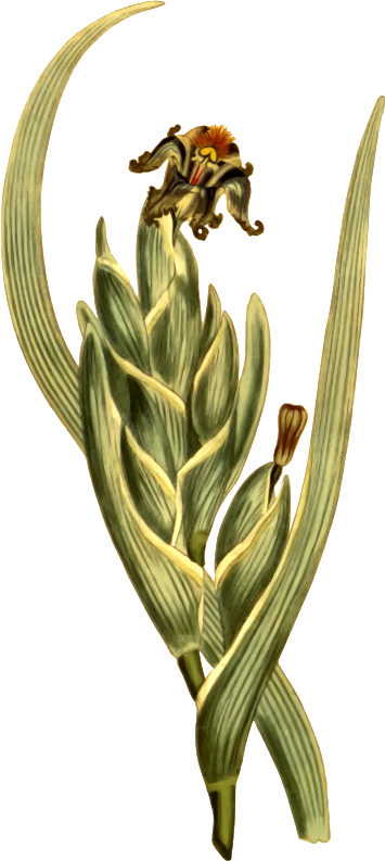 Green variegated ferraria