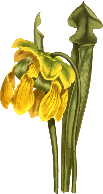 Yellow side-saddle flower