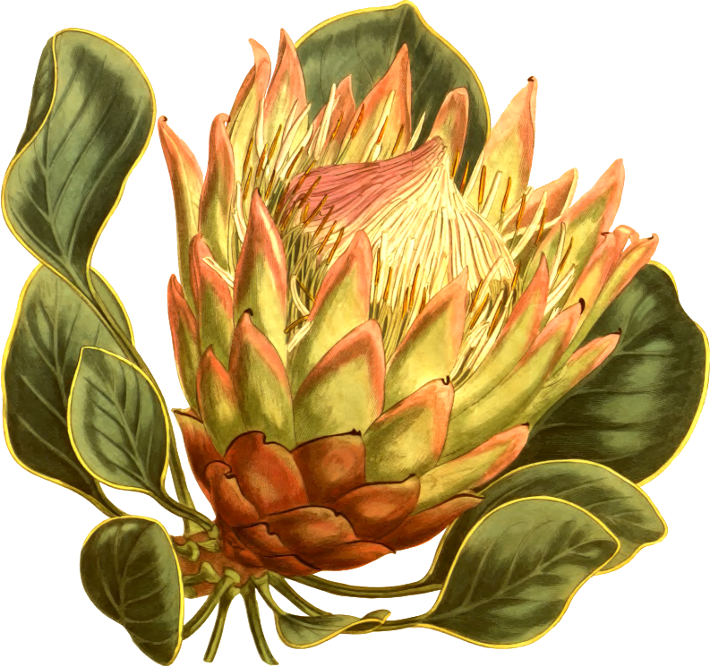 Artichoke-flowered protea