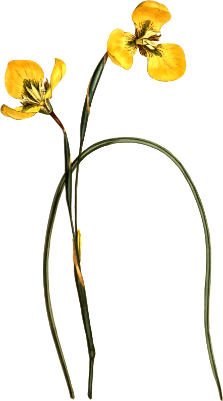 Yellow trident-petaled moraea