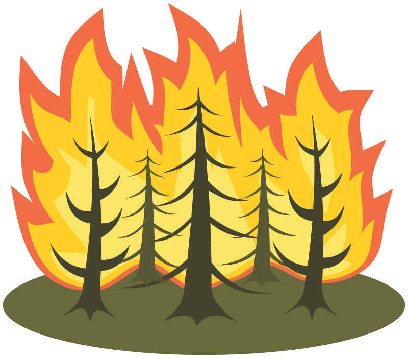 Forest fire