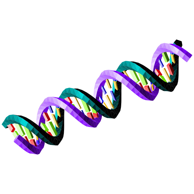 double-stranded-dna-sequence-openclipart