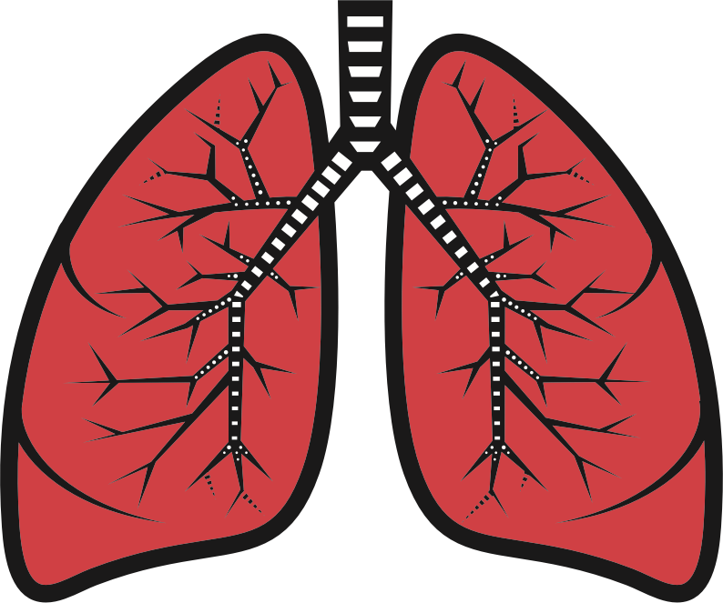 Lungs