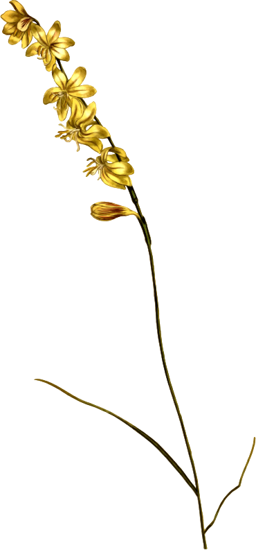 Carex-leaved hesperantha