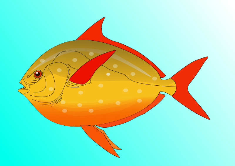 Fish