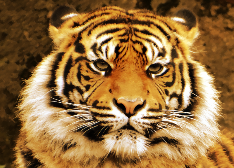 Sumatran tiger