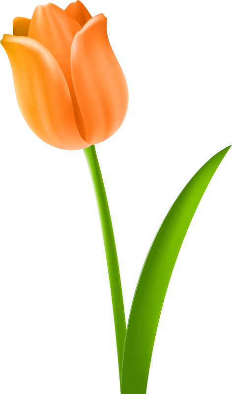 Tulip 5 (colour 2)