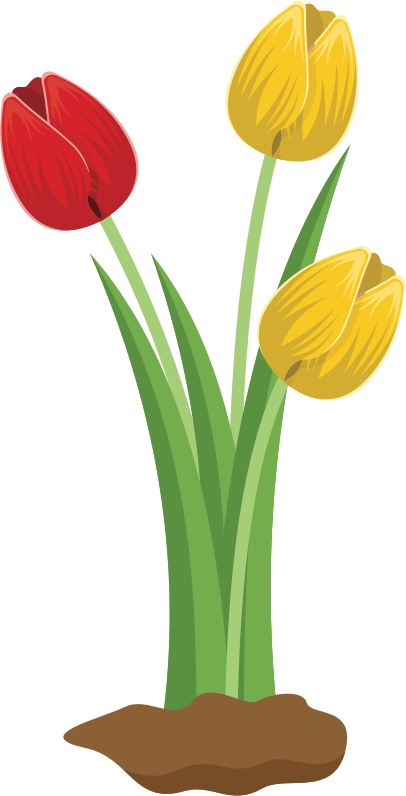 Tulips