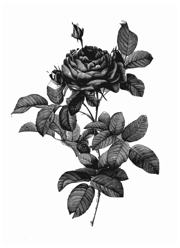 Redoute - Rosa gallica pontiana - grayscale