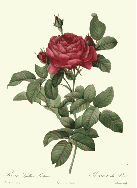 Redoute - Rosa gallica pontiana - color