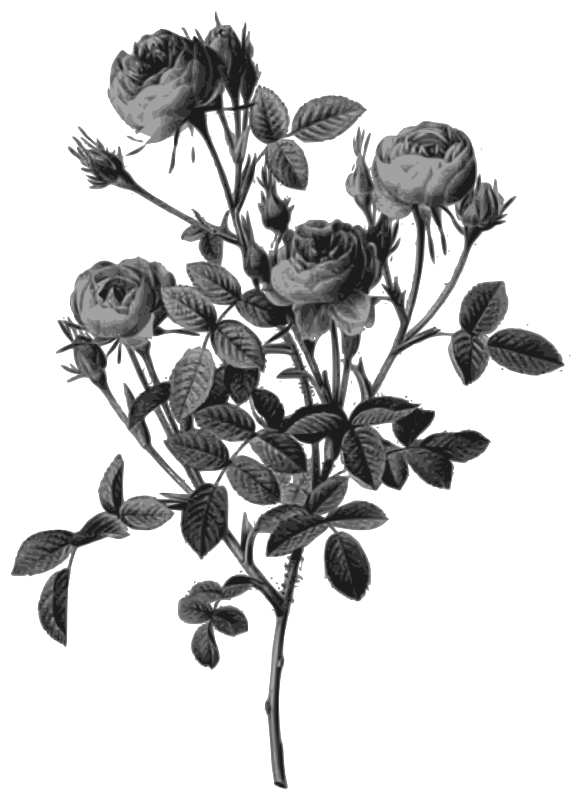 Redoute - Rosa pomponia - grayscale