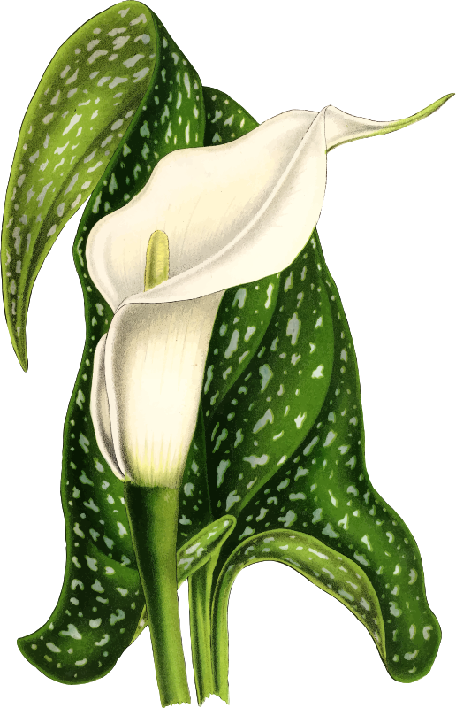 Calla