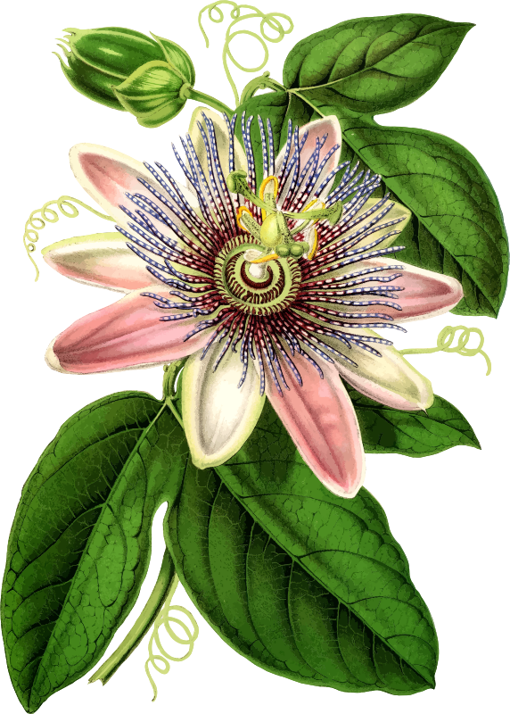 Passion flower 2