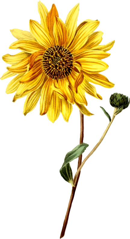 Sunflower 3