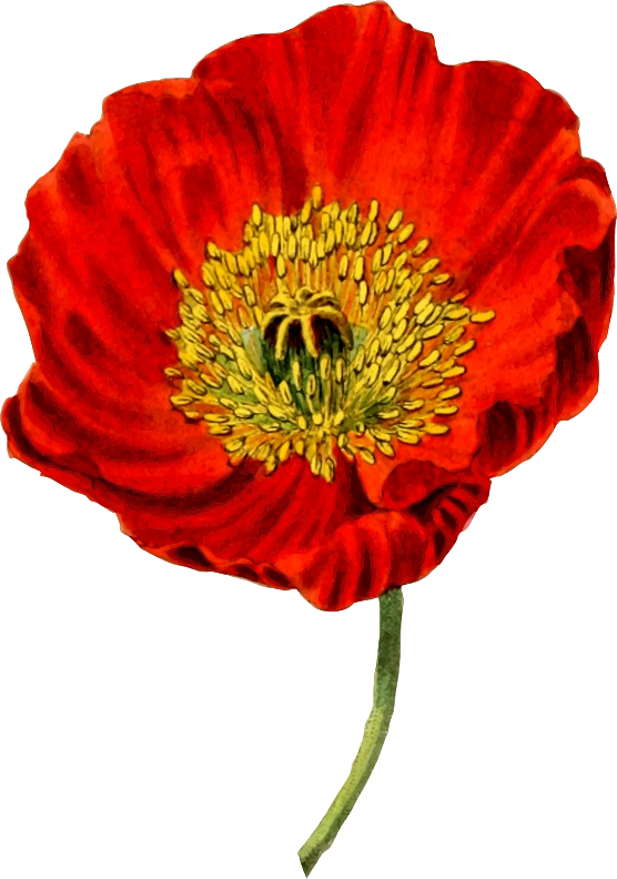 Poppy 2