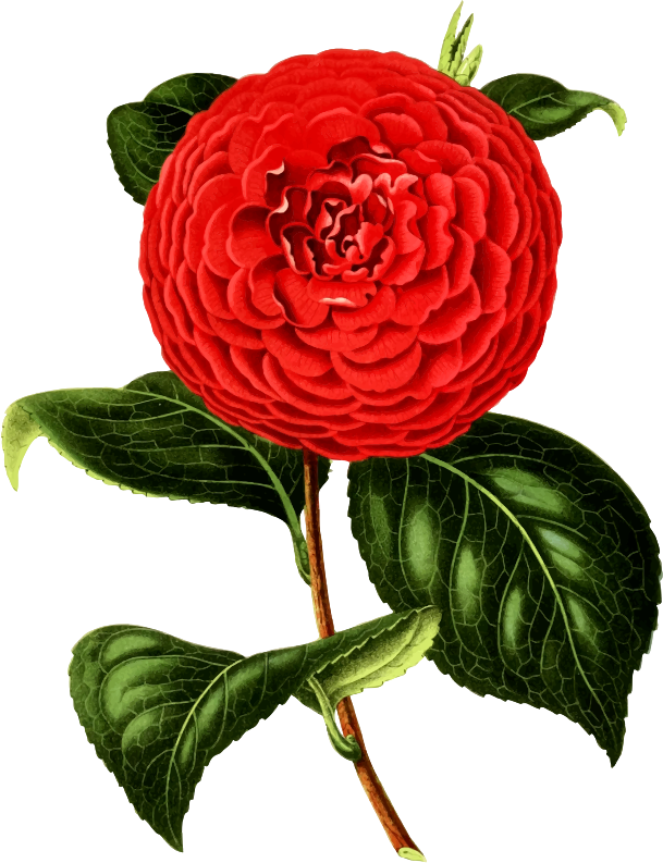 Camellia