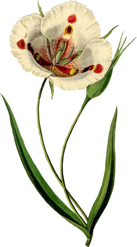 Tulip 6