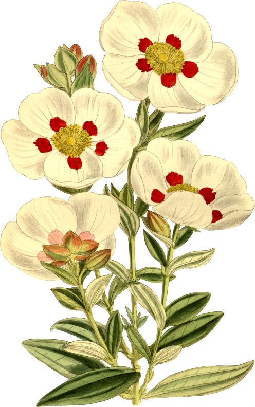 Flower 151
