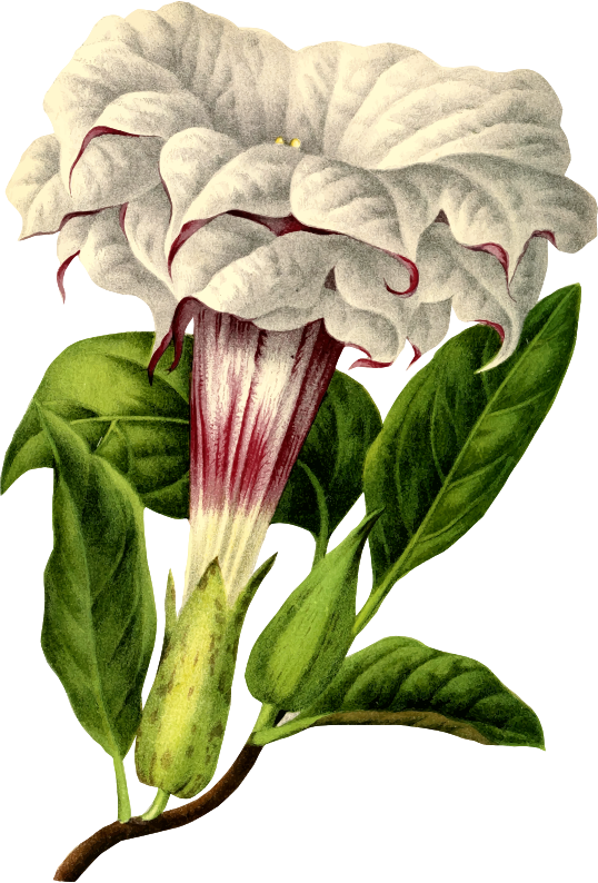 Flower 153