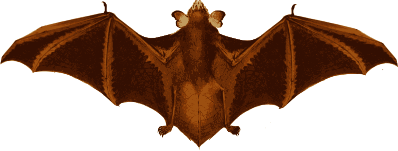 Bat Wings