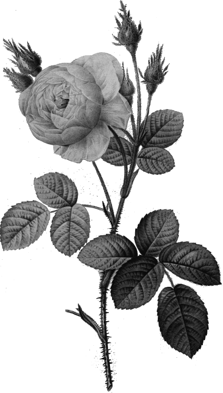 Redoute - Rosa muscosa alba - grayscale