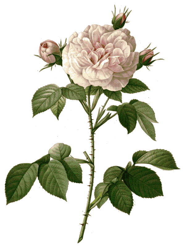 Redoute - Rosa alba regalis - color