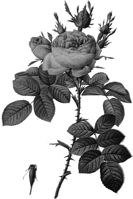 Redoute - Rosa bifera officinalis - grayscale