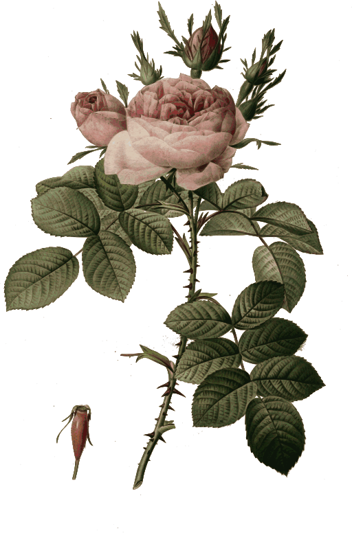 Redoute - Rosa bifera officinalis - color
