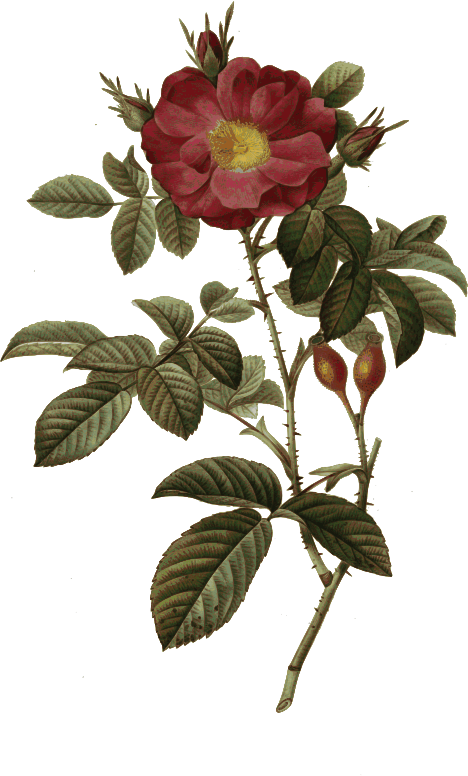 Redoute - Rosa damascena - color