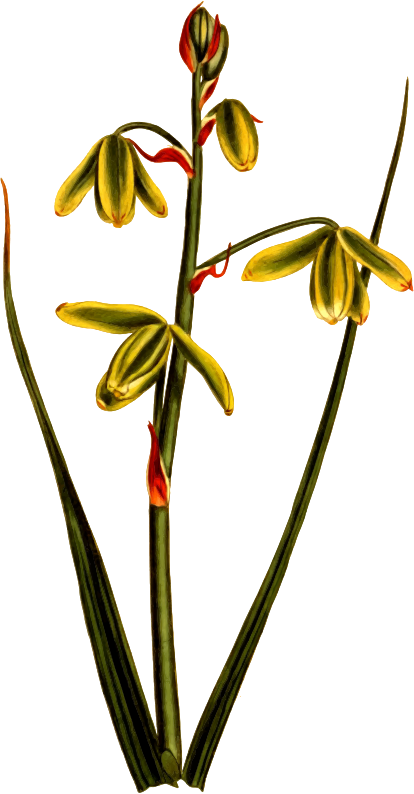 Larger albuca