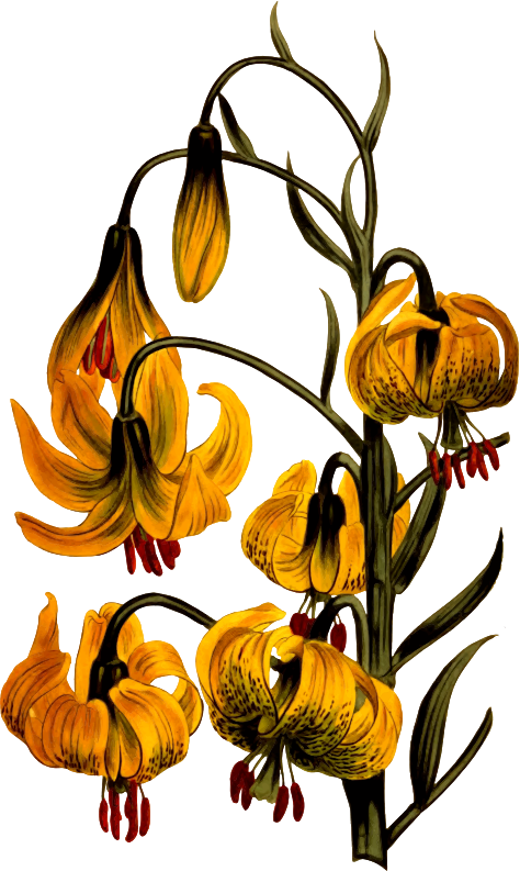 Pompone lily