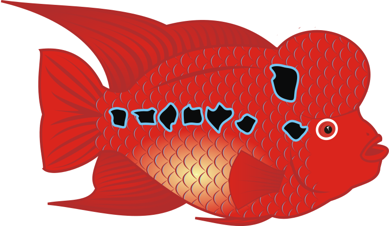 Flowerhorn Fish