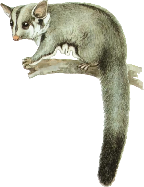 Sugar glider 2