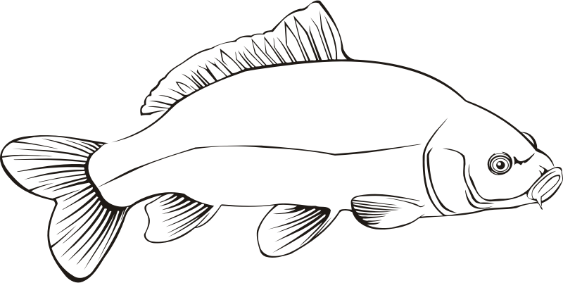 Carp 2 (outline)