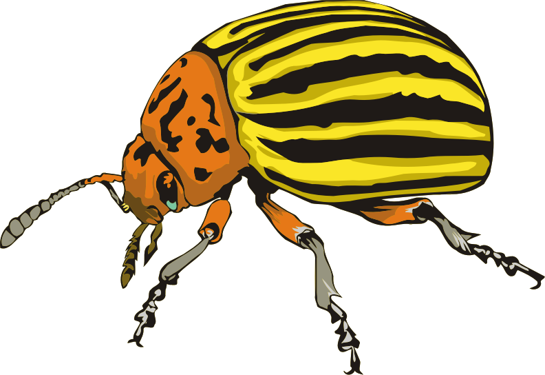 Colorado beetle