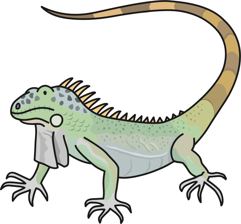 Green Iguana